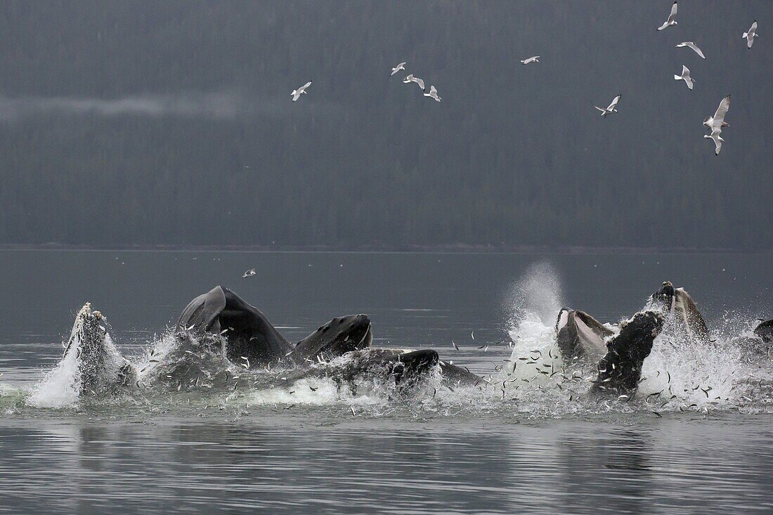 Humpback Whale (Megaptera novaeangliae) group cooperatively gulp feeding on herring, Alaska