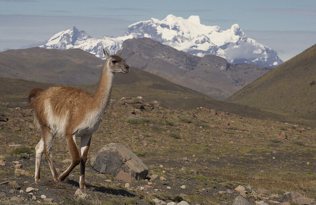 Guanaco (Lama guanicoe) and Cuernos del Paine, Torres del Paine National Park, Chile