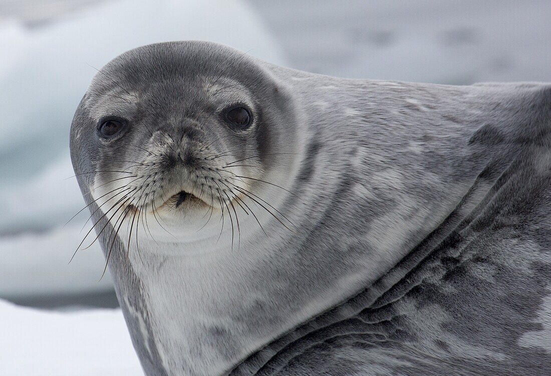 Crabeater Seal (Lobodon carcinophagus), Neko Harbor, Antarctic Peninsula, Antarctica