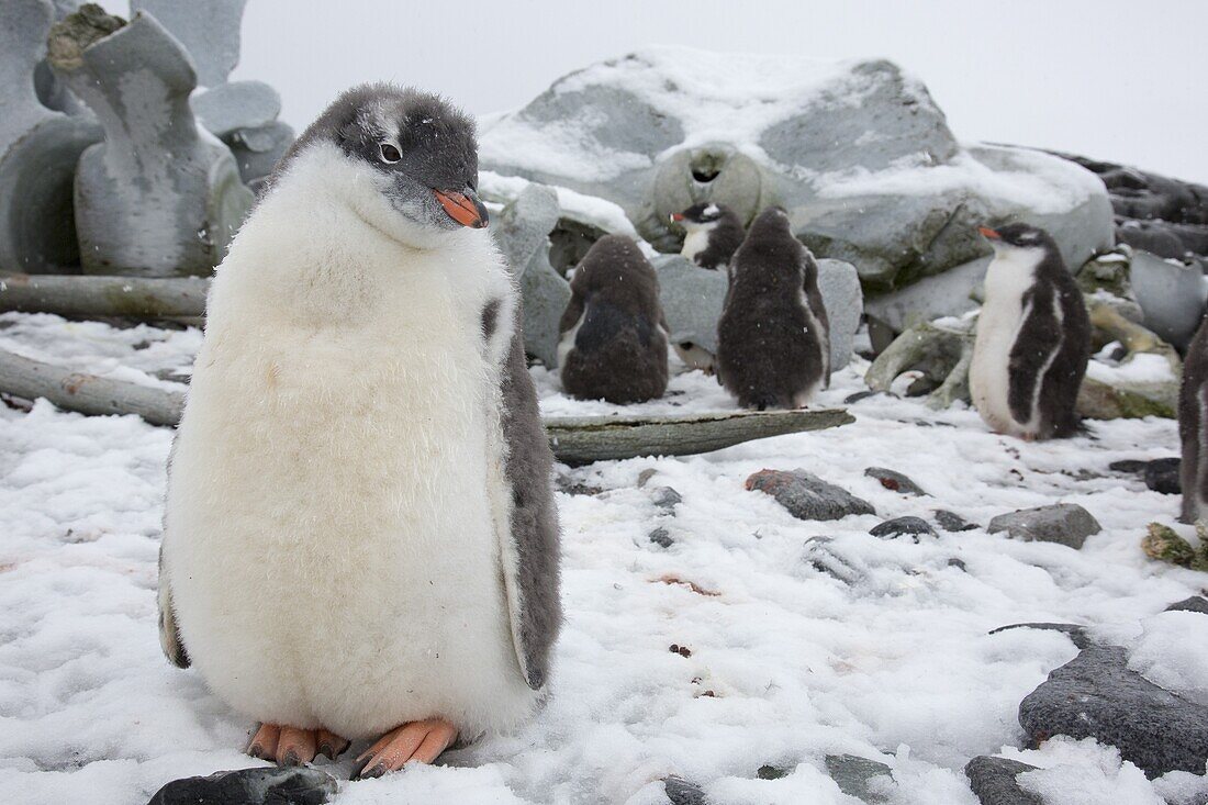 Gentoo Penguin (Pygoscelis papua) chicks and whale bones, Port Lockroy, Weincke Island, Antarctic Peninsula, Antarctica