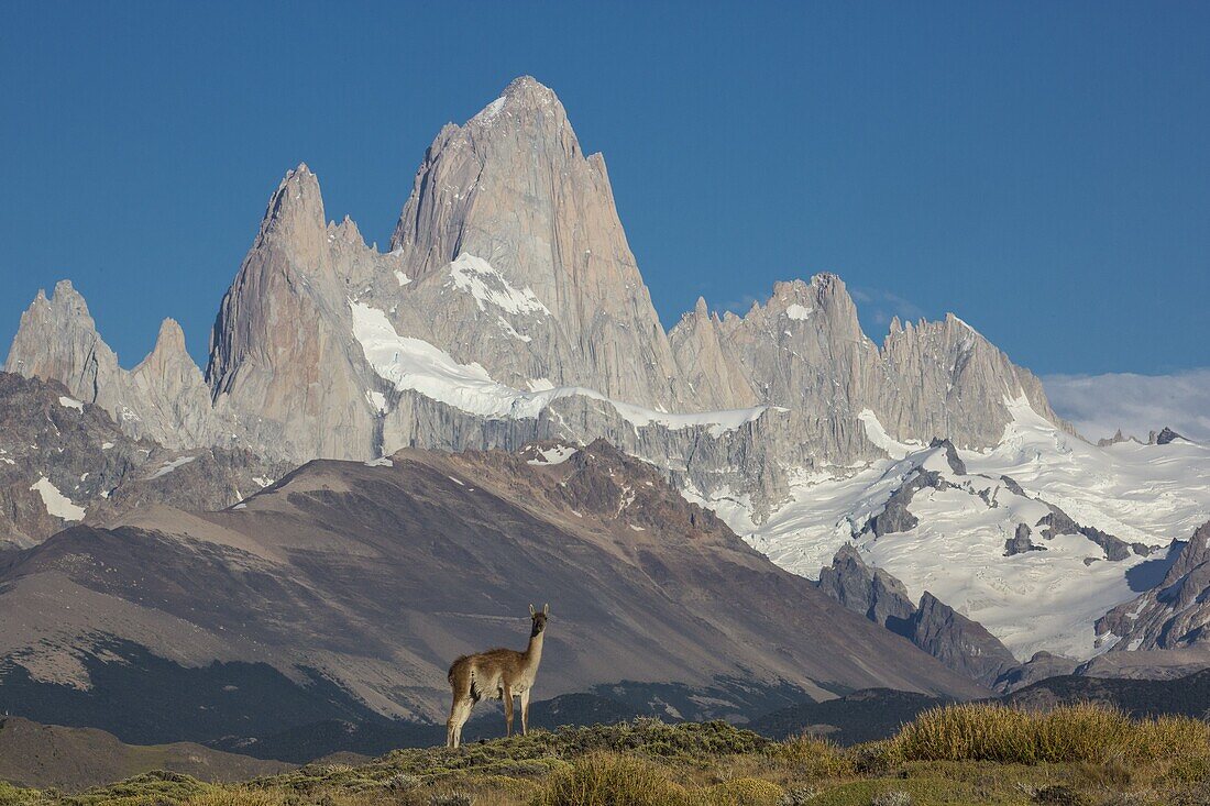 Guanaco (Lama guanicoe) and Mount Fitz Roy, Torres del Paine National Park, Chile