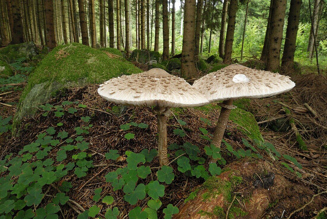 Parasol Mushroom (Macrolepiota procera), Black Forest, Germany