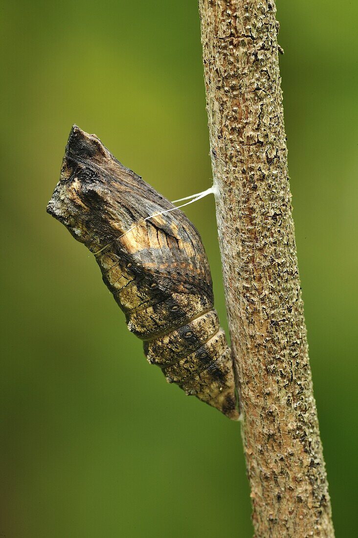 Oldworld Swallowtail (Papilio machaon) butterfly chrysalis before hatching, Switzerland, sequence 4 of 8