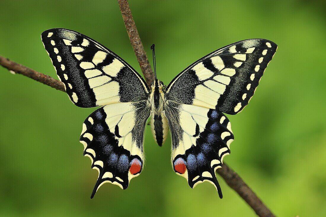 Oldworld Swallowtail (Papilio machaon) butterfly, Switzerland