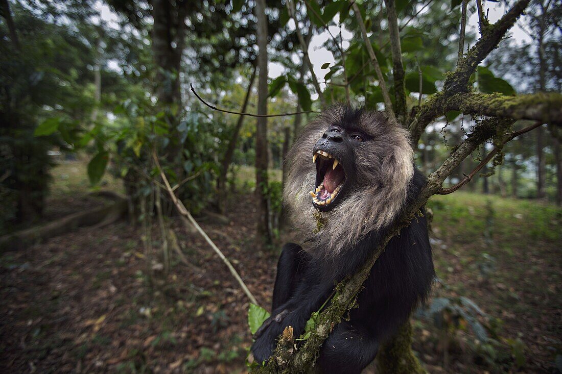 Lion-tailed Macaque (Macaca silenus) sub-adult male in defensive display in tree, Indira Gandhi National Park, Western Ghats, India