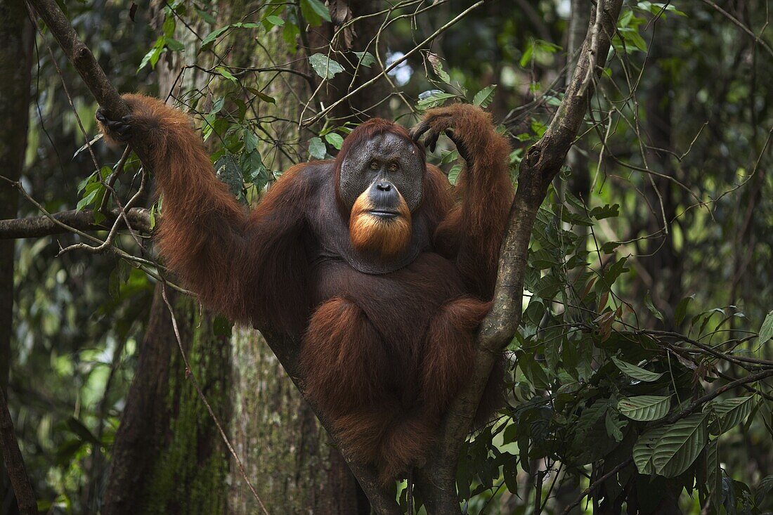 Sumatran Orangutan (Pongo abelii) twenty-six year old male, named Halik, in tree, Gunung Leuser National Park, Sumatra, Indonesia