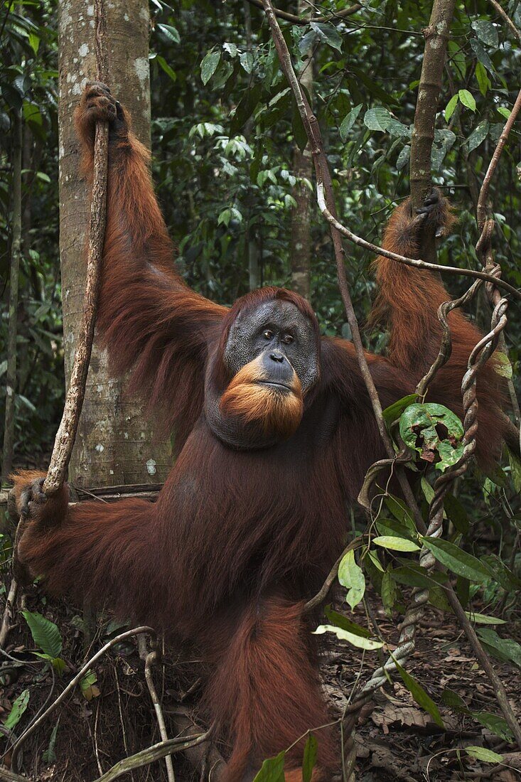 Sumatran Orangutan (Pongo abelii) twenty-six year old male, named Halik, in trees, Gunung Leuser National Park, Sumatra, Indonesia