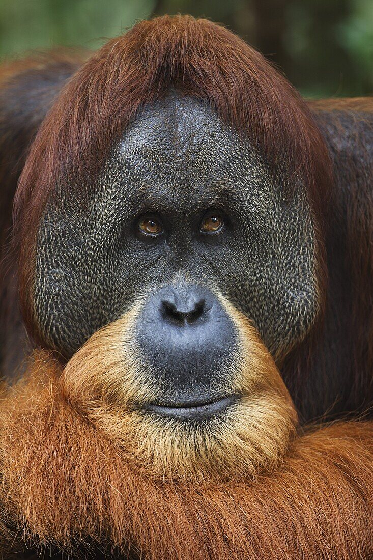 Sumatran Orangutan (Pongo abelii) twenty-six year old male, named Halik, Gunung Leuser National Park, Sumatra, Indonesia