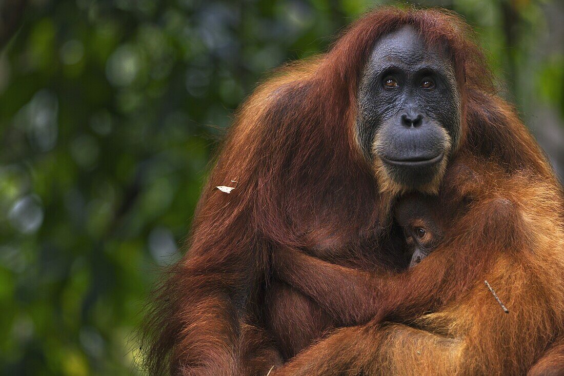 Sumatran Orangutan (Pongo abelii) twenty-four year old female, named Ratna, with female baby, named Global, Gunung Leuser National Park, Sumatra, Indonesia