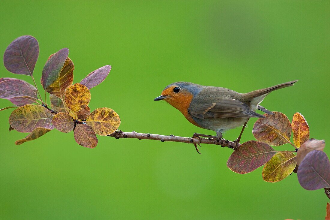 European Robin (Erithacus rubecula), Berlin, Germany