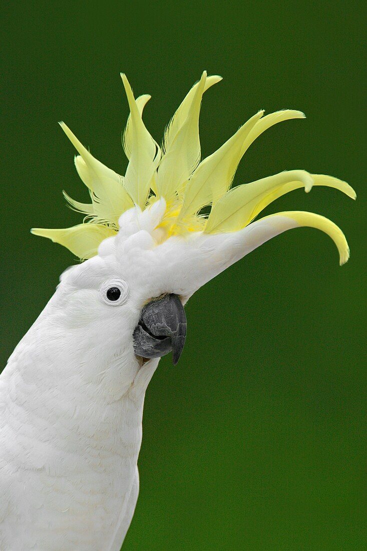 Sulphur-crested Cockatoo (Cacatua galerita), Victoria, Australia