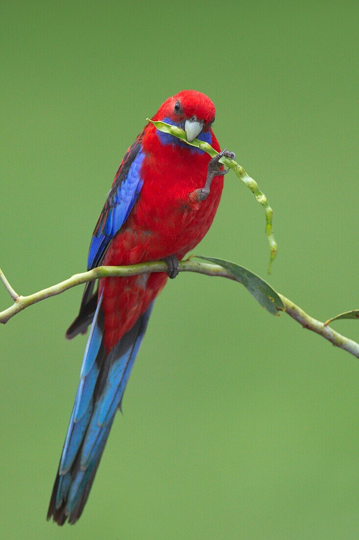 Crimson Rosella (Platycercus elegans), Victoria, Australia