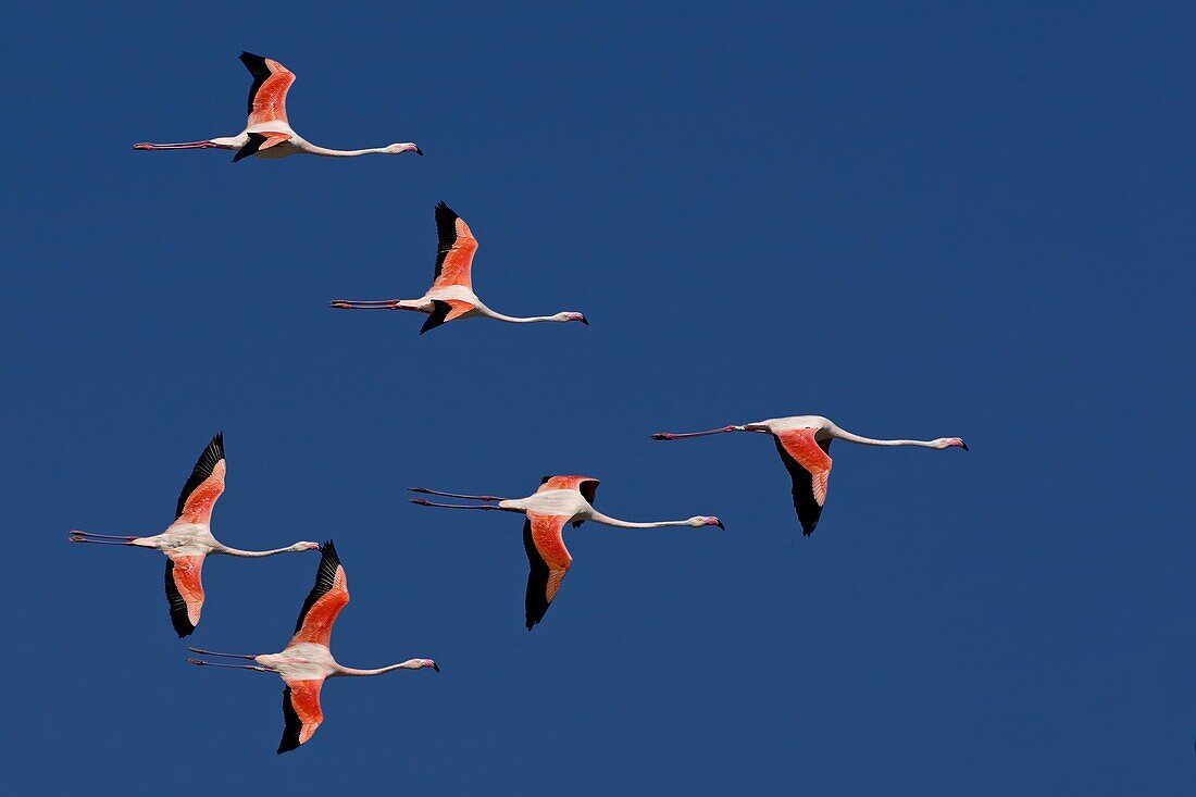 European Flamingo (Phoenicopterus roseus) flock flying, Camargue, France