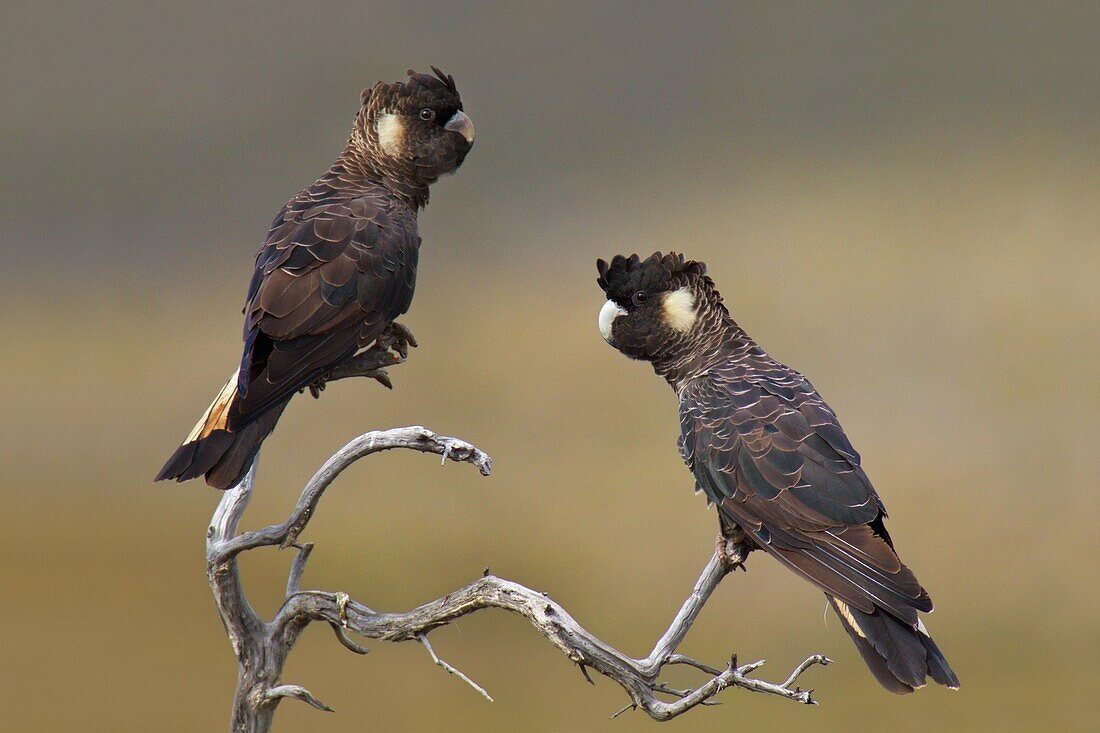 Carnaby's Black Cockatoo (Calyptorhynchus latirostris), Perth, Australia