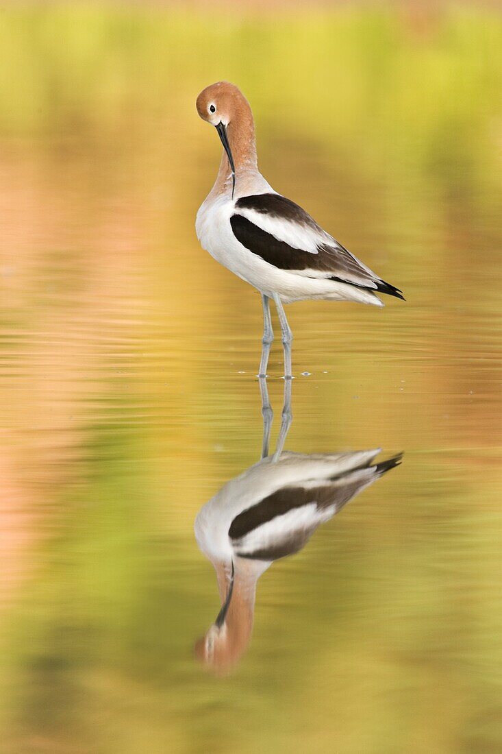 American Avocet (Recurvirostra americana), Arizona