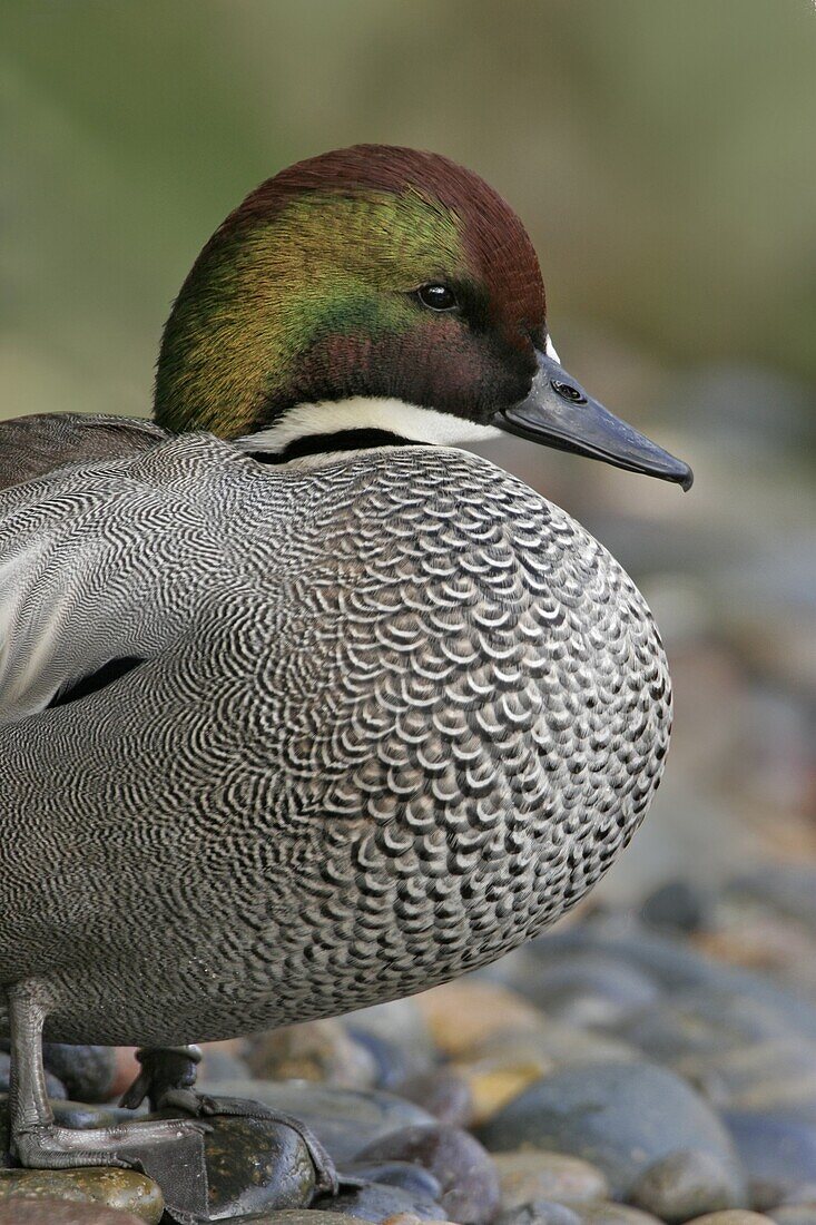 Falcated Duck (Anas falcata), California