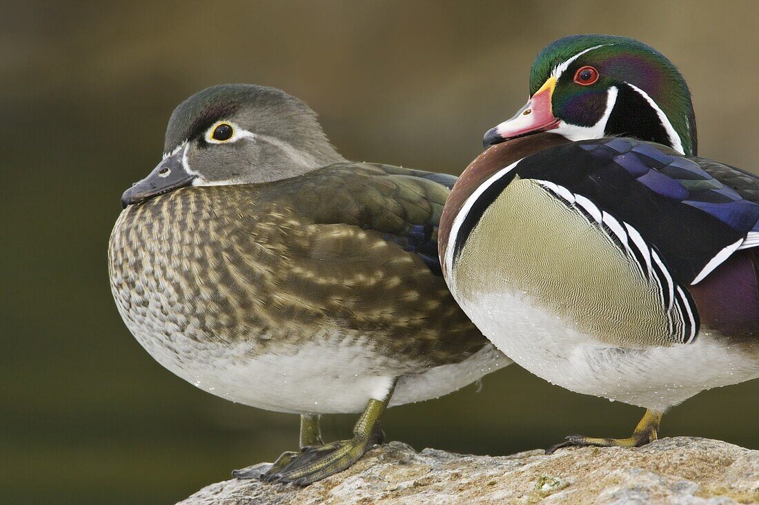 Wood Duck (Aix sponsa) pair, New Mexico