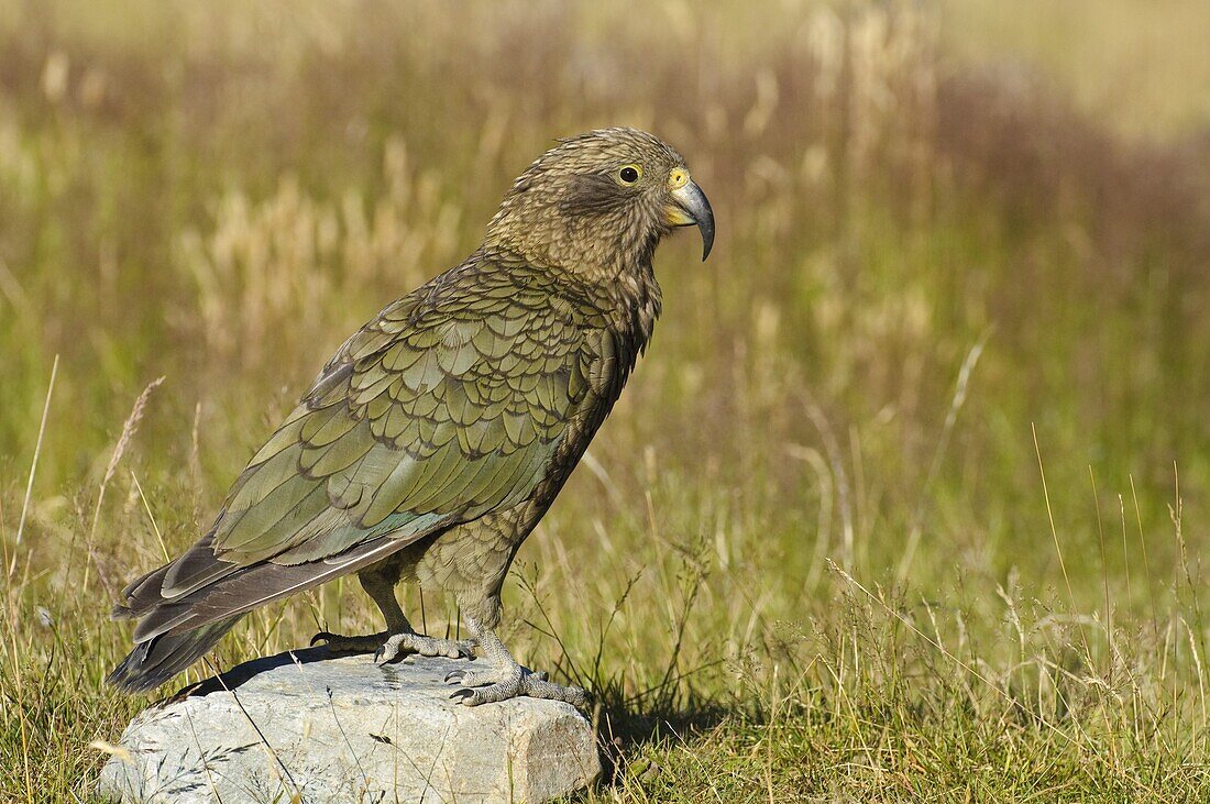 Kea (Nestor notabilis), New Zealand