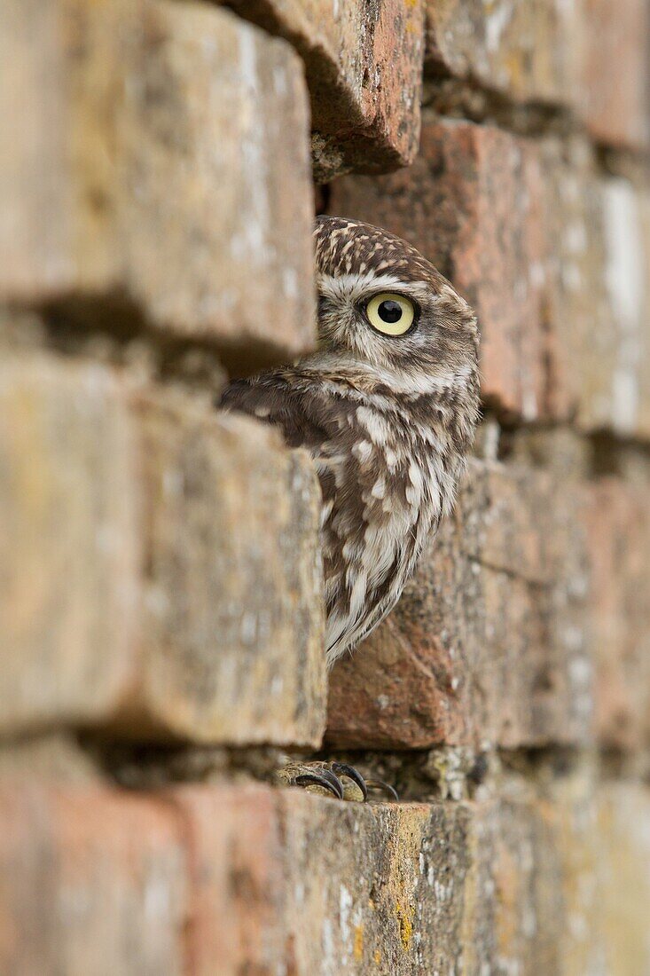 Little Owl (Athene noctua) peeking from hole in brick wall, Rhineland-Palatinate, Germany