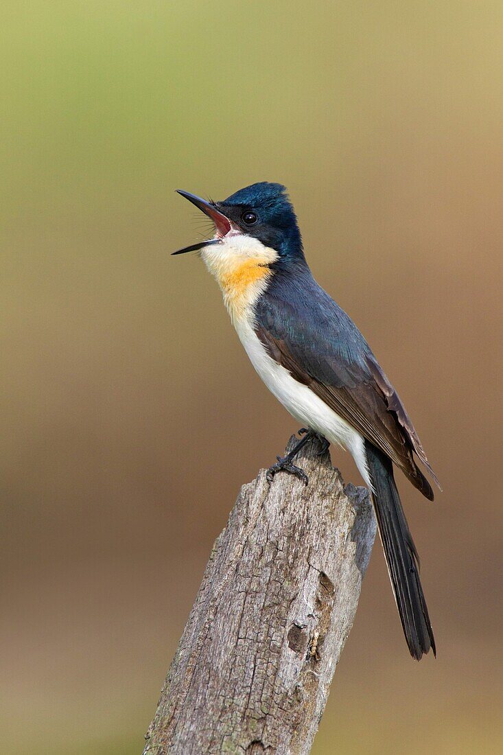 Restless Flycatcher (Myiagra inquieta) calling, Victoria, Australia