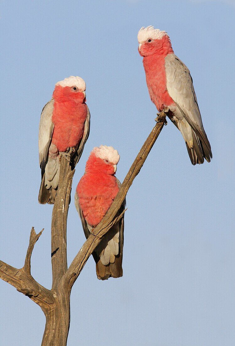 Galah (Eolophus roseicapilla) trio, Queensland, Australia