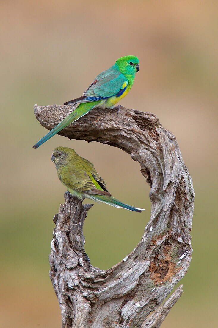 Red-rumped Parrot (Psephotus haematonotus) male and female, Victoria, Australia