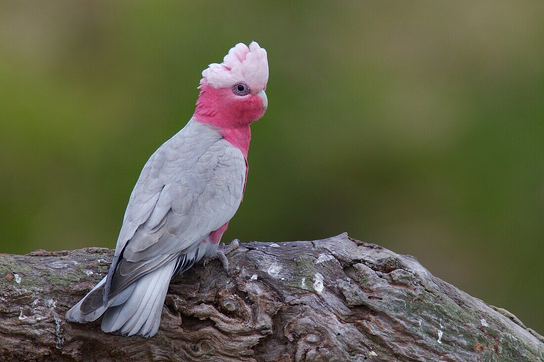 Galah (Eolophus roseicapilla), Victoria, Australia