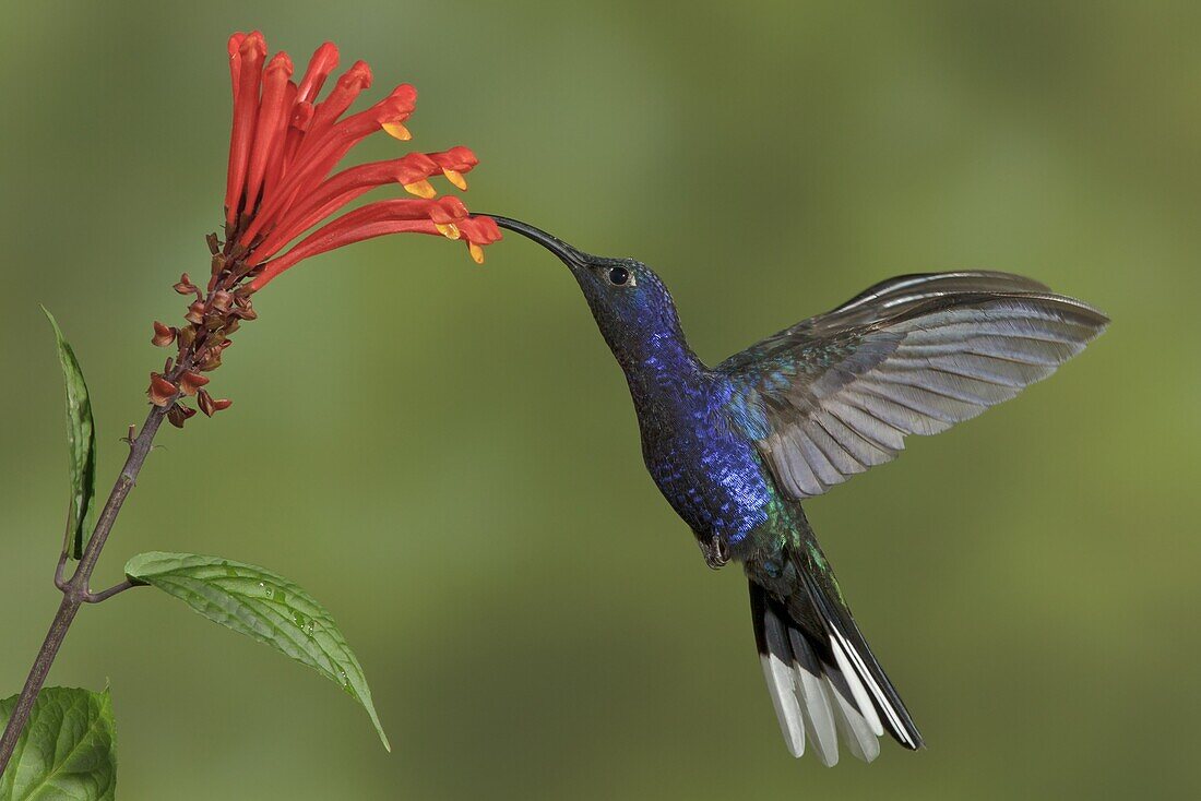 Violet Sabre-wing (Campylopterus hemileucurus) male feeding on nectar, Costa Rica