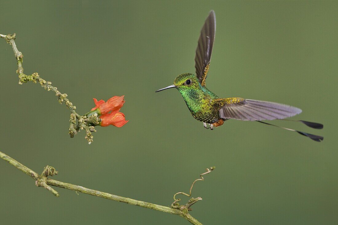 Booted Racket-tail (Ocreatus underwoodii) male, Ecuador