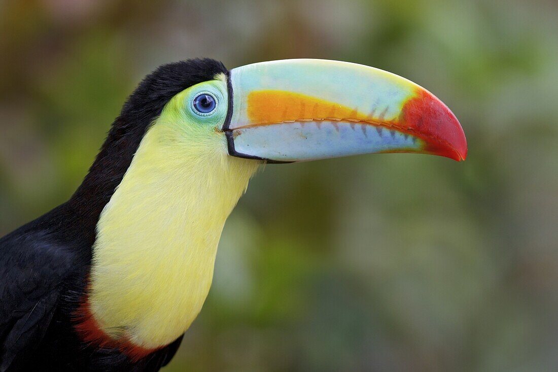 Keel-billed Toucan (Ramphastos sulfuratus), Costa Rica