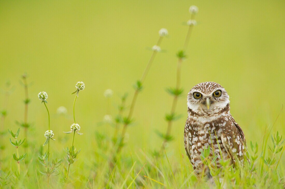 Burrowing Owl (Athene cunicularia), Florida