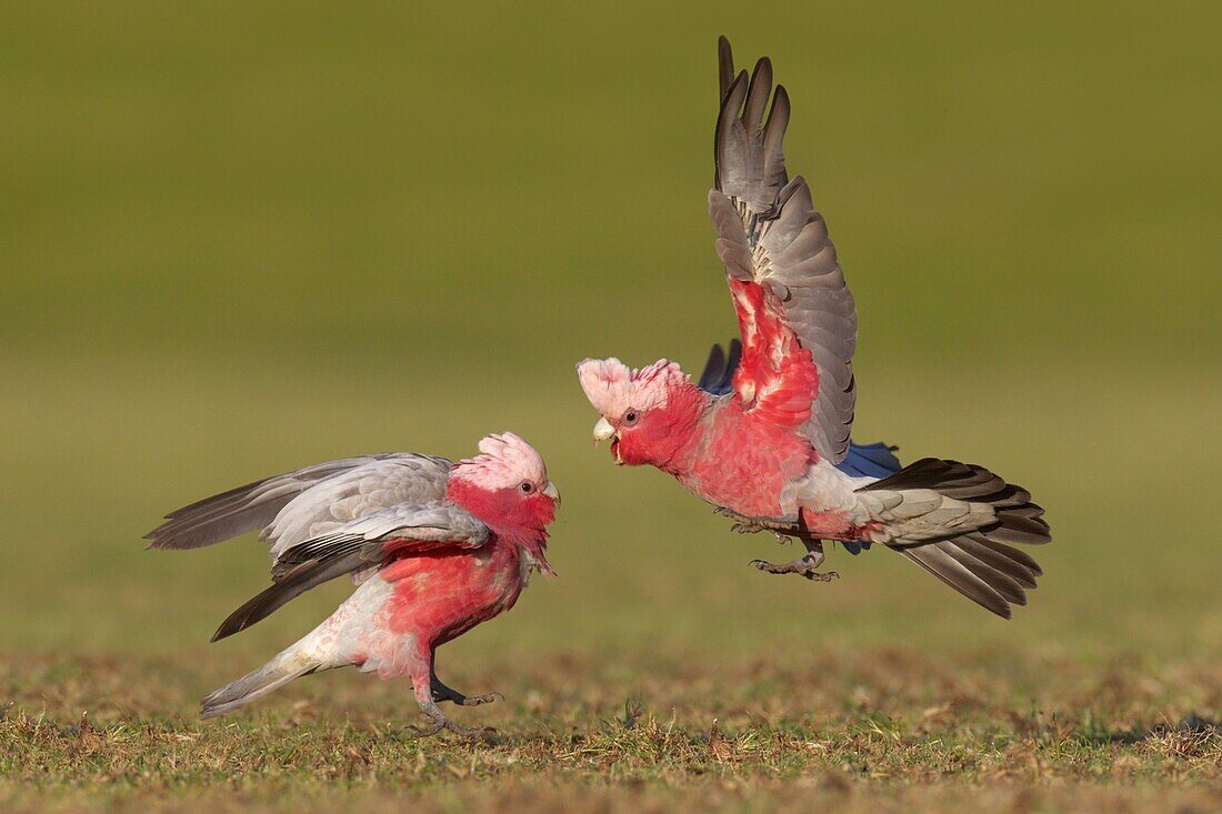 Galah (Eolophus roseicapilla) pair fighting, Victoria, Australia