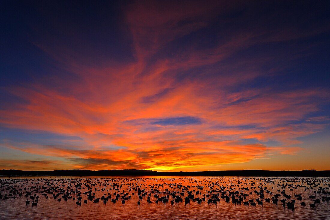 Snow Goose (Chen caerulescens) flock at sunset, New Mexico