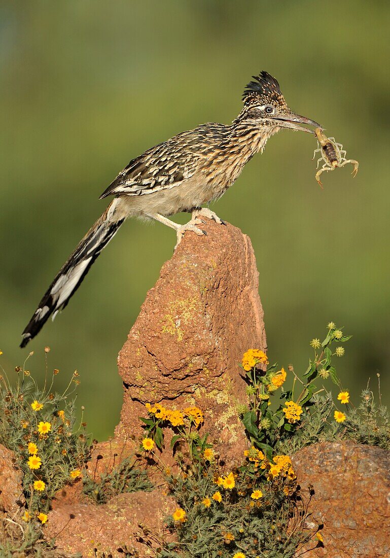 Greater Roadrunner (Geococcyx californianus) holding scorpion prey, Arizona