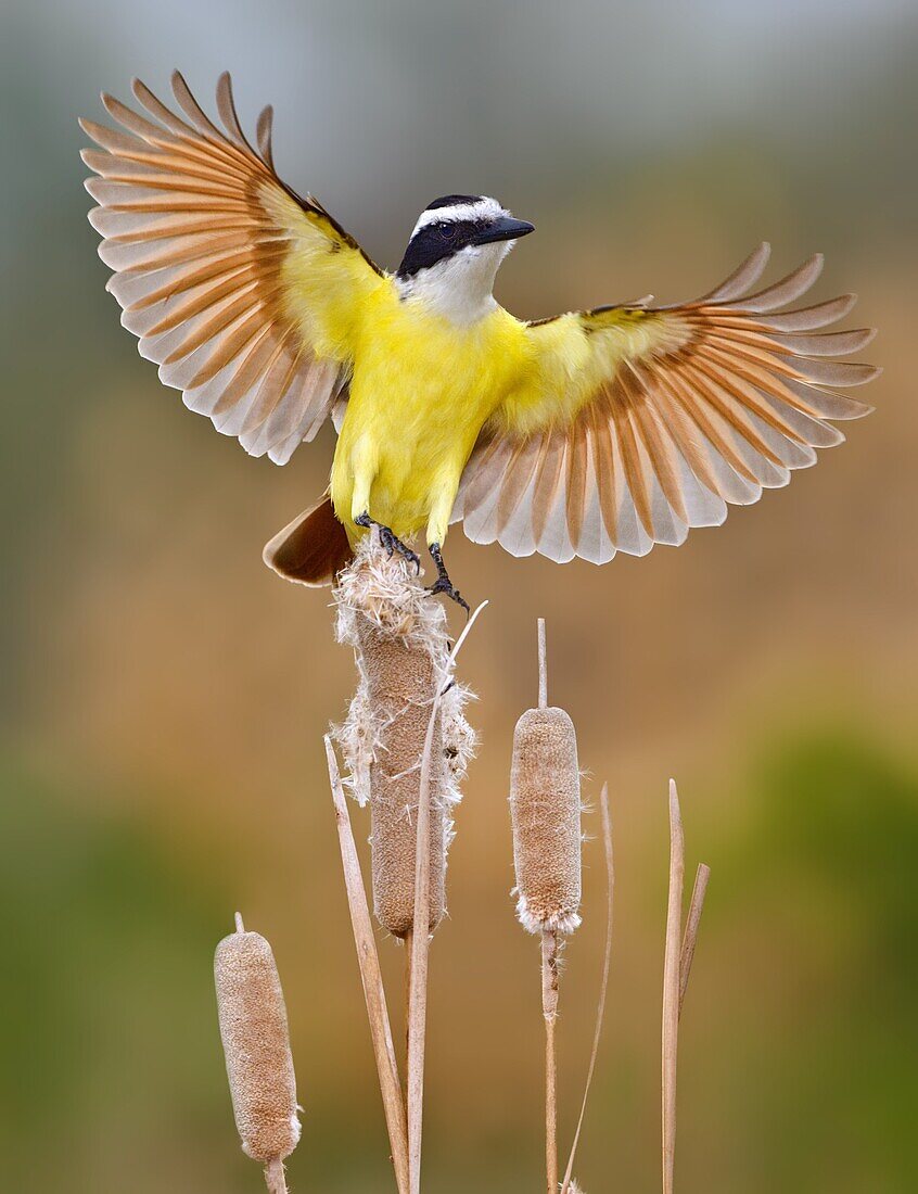 Great Kiskadee (Pitangus sulphuratus) landing, Texas