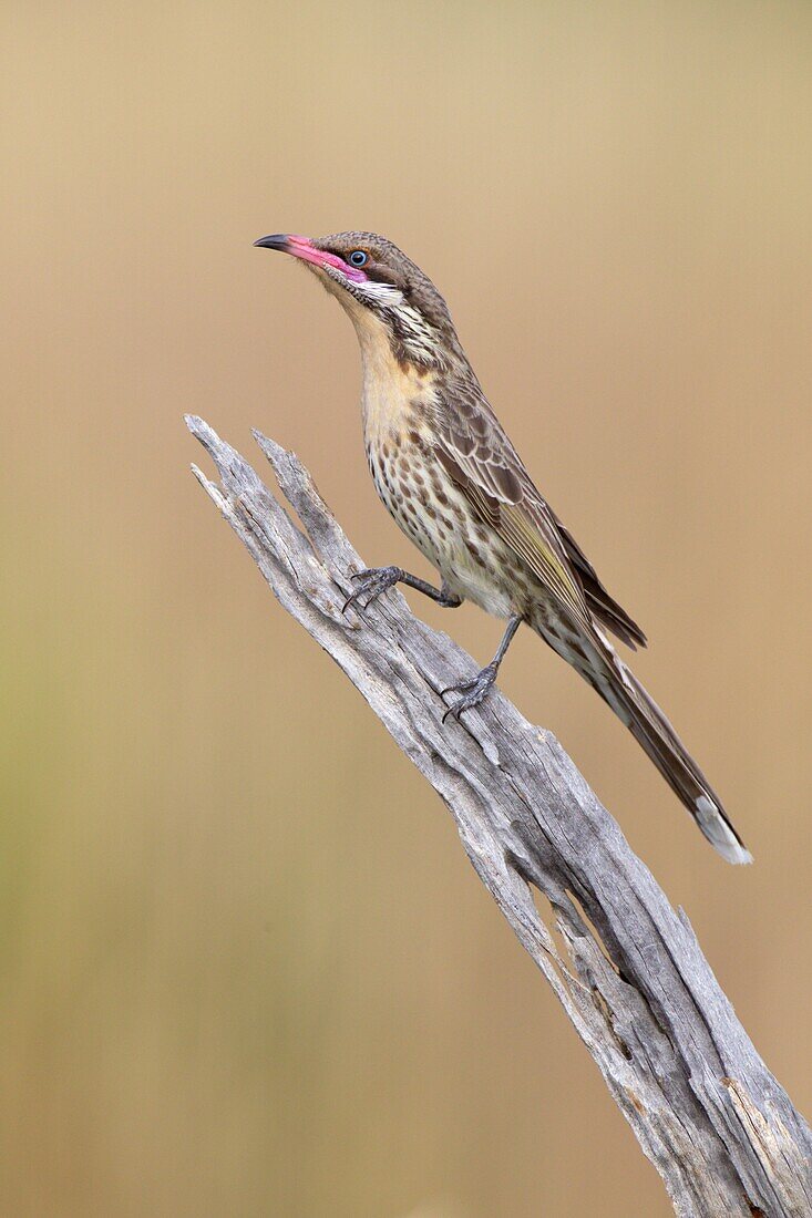 Spiny-cheeked Honeyeater (Acanthagenys rufogularis), Victoria, Australia