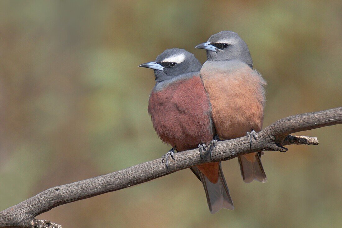 White-browed Woodswallow (Artamus superciliosus) male and female, Victoria, Australia