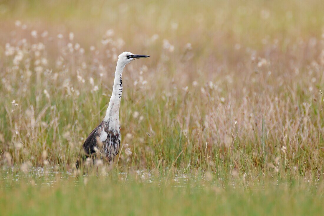 Pacific Heron (Ardea pacifica), Victoria, Australia