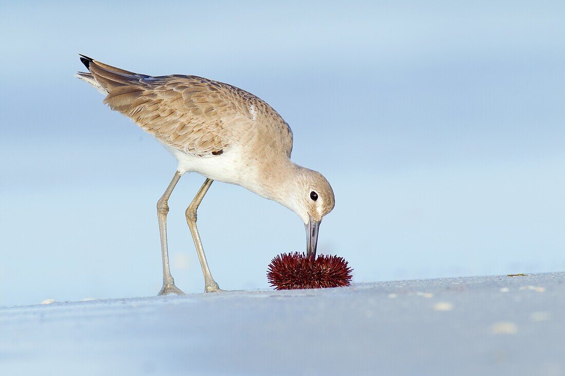 Willet (Tringa semipalmata) foraging on an urchin, Florida