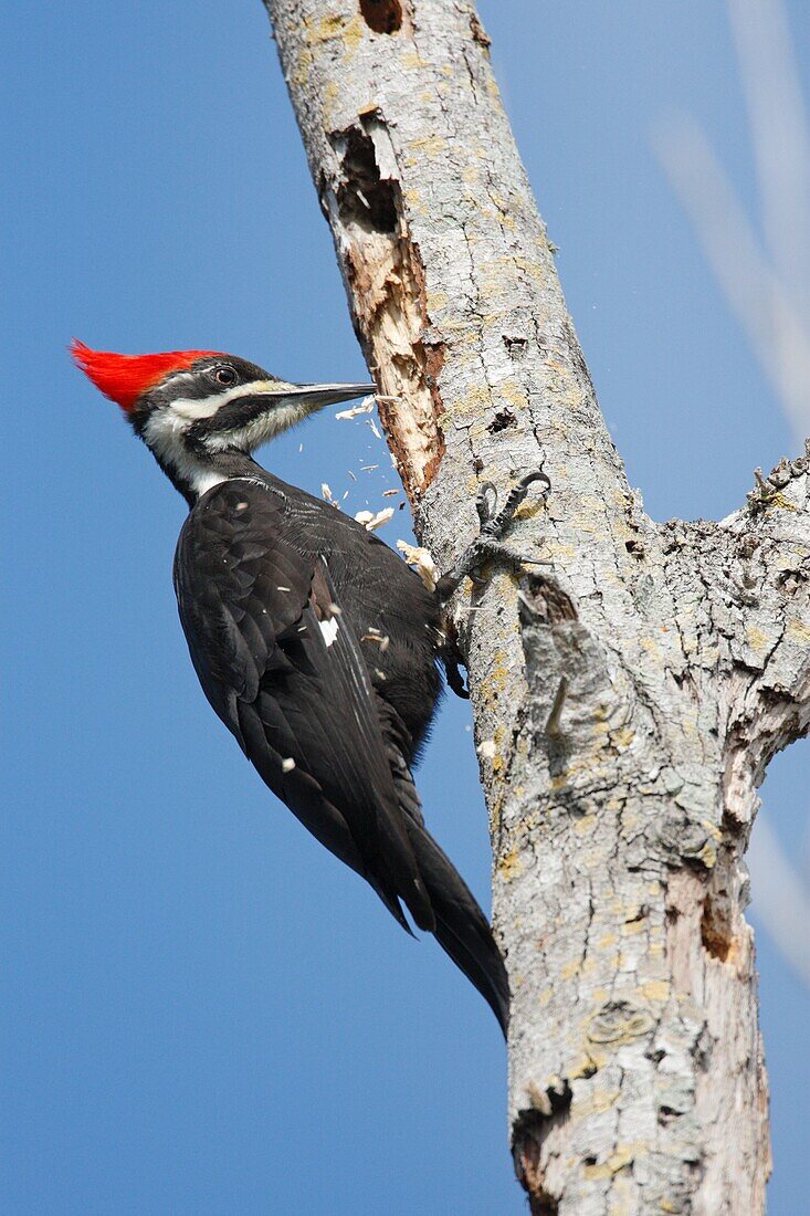 Pileated Woodpecker (Dryocopus pileatus) female pecking at branch, Florida