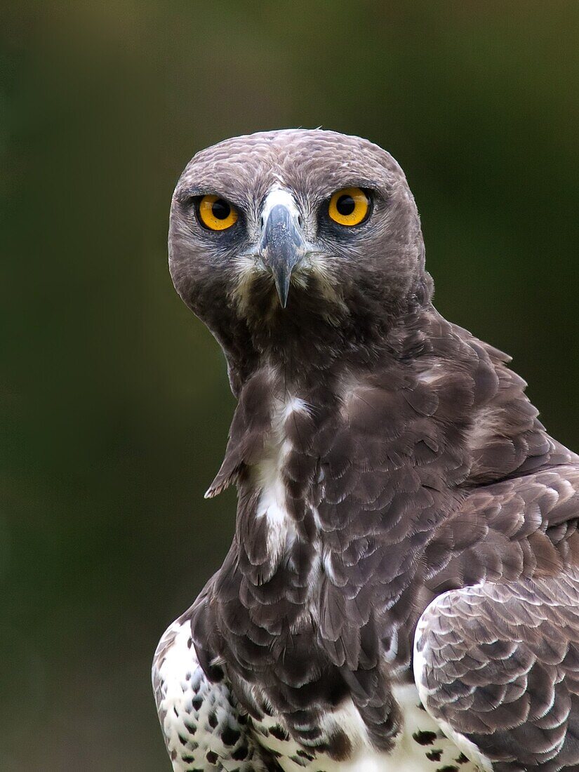 Martial Eagle (Polemaetus bellicosus), South Africa