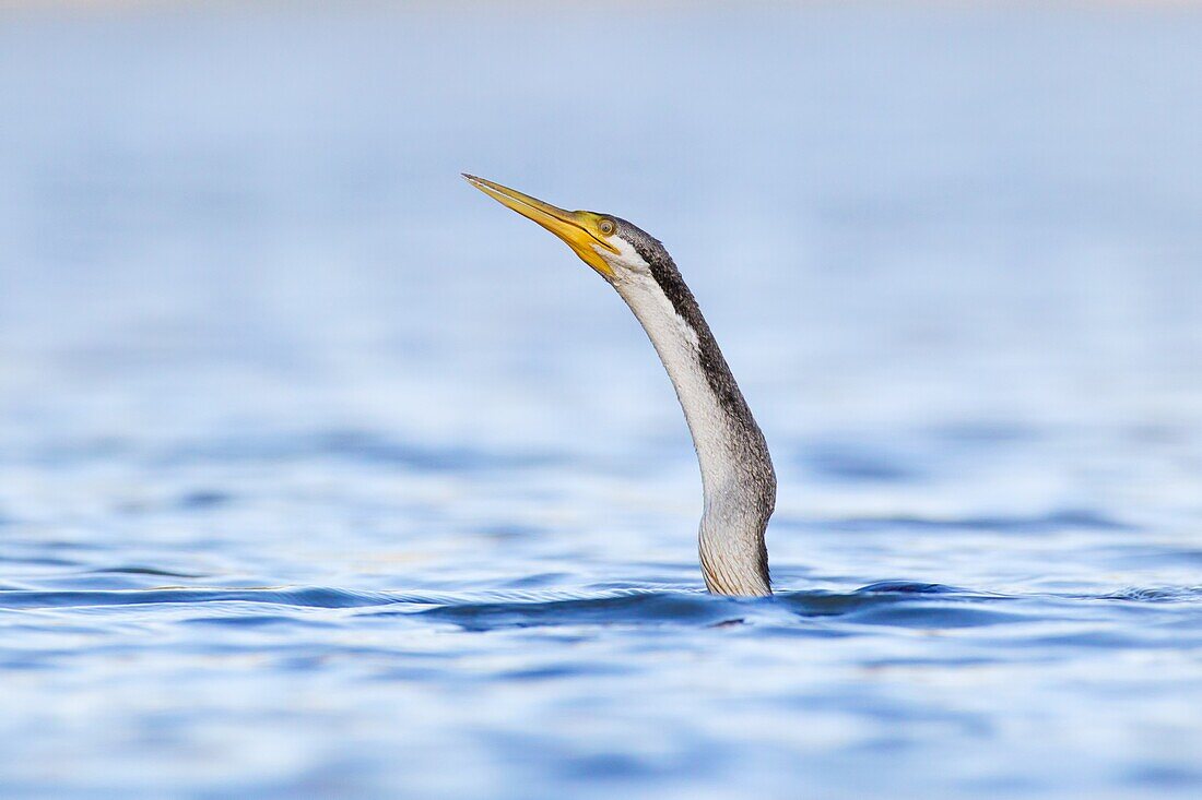 Australian Darter (Anhinga novaehollandiae), Victoria, Australia