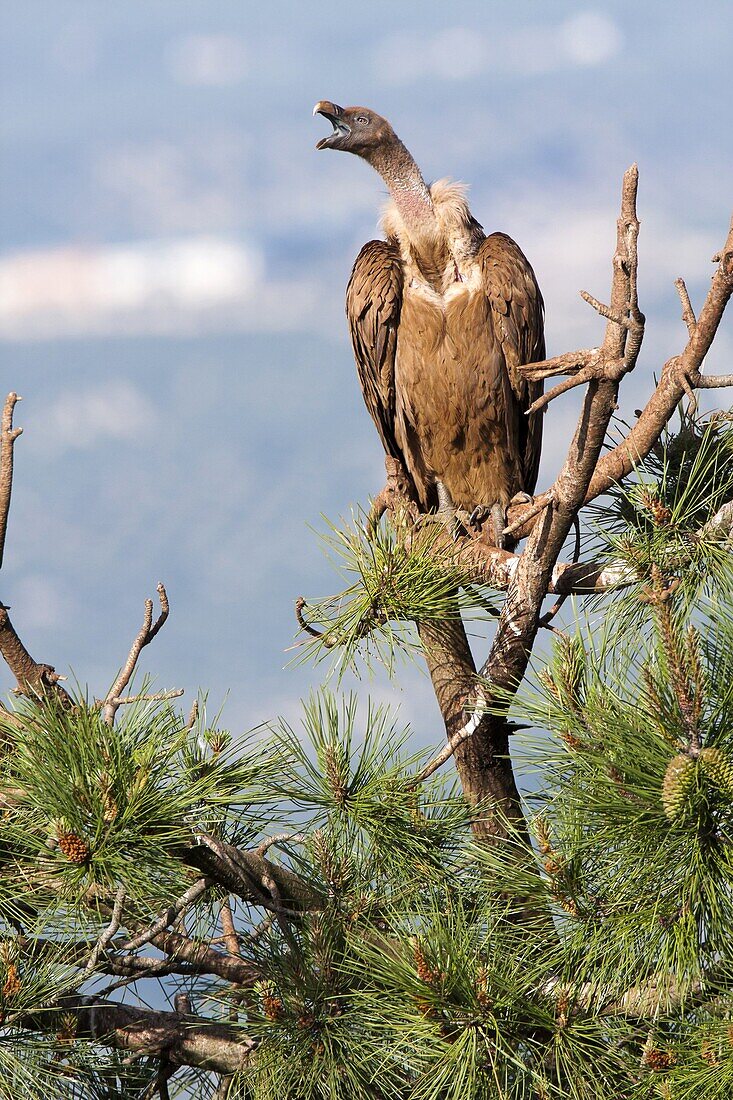 Griffon Vulture (Gyps fulvus), Andalucia, Spain