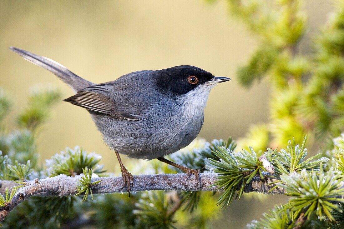 Sardinian Warbler (Sylvia melanocephala) male, Castile-La Mancha, Spain