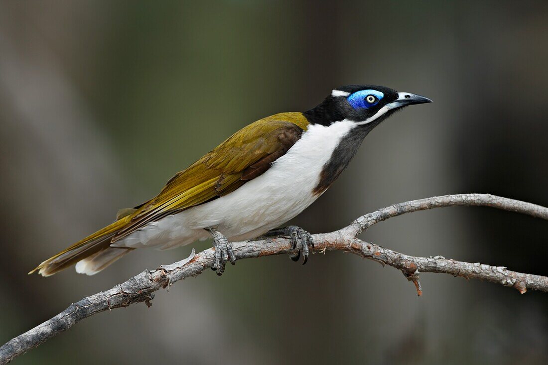 Blue-faced Honeyeater (Entomyzon cyanotis), Victoria, Australia