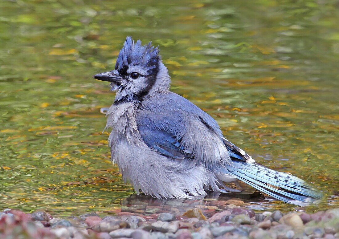 Blue Jay (Cyanocitta cristata), Saskatoon, Saskatchewan, Canada