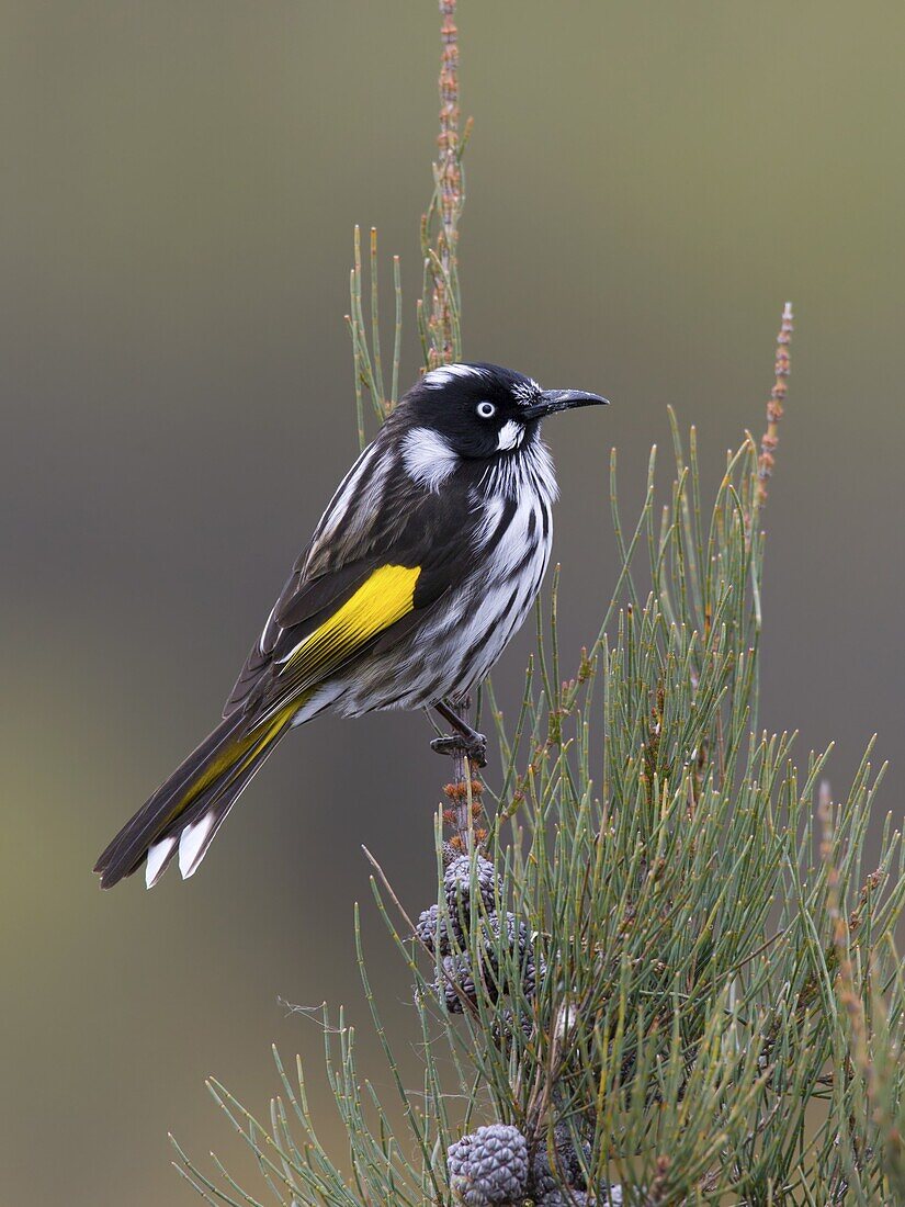 New Holland Honeyeater (Phylidonyris novaehollandiae), Victoria, Australia