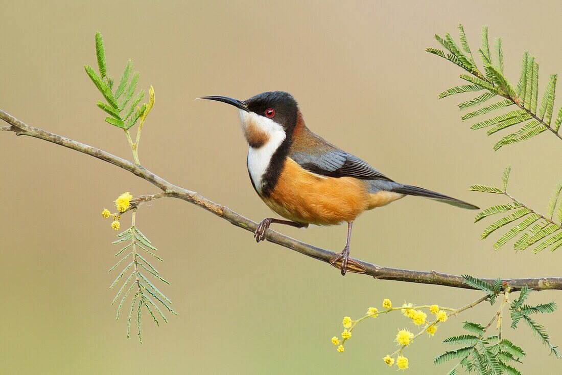 Eastern Spinebill (Acanthorhynchus tenuirostris) male, Victoria, Australia