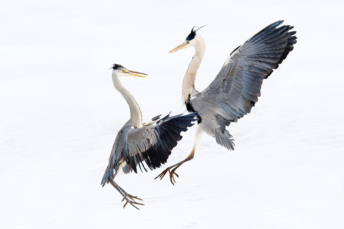 Grey Heron (Ardea cinerea) pair fighting, Germany