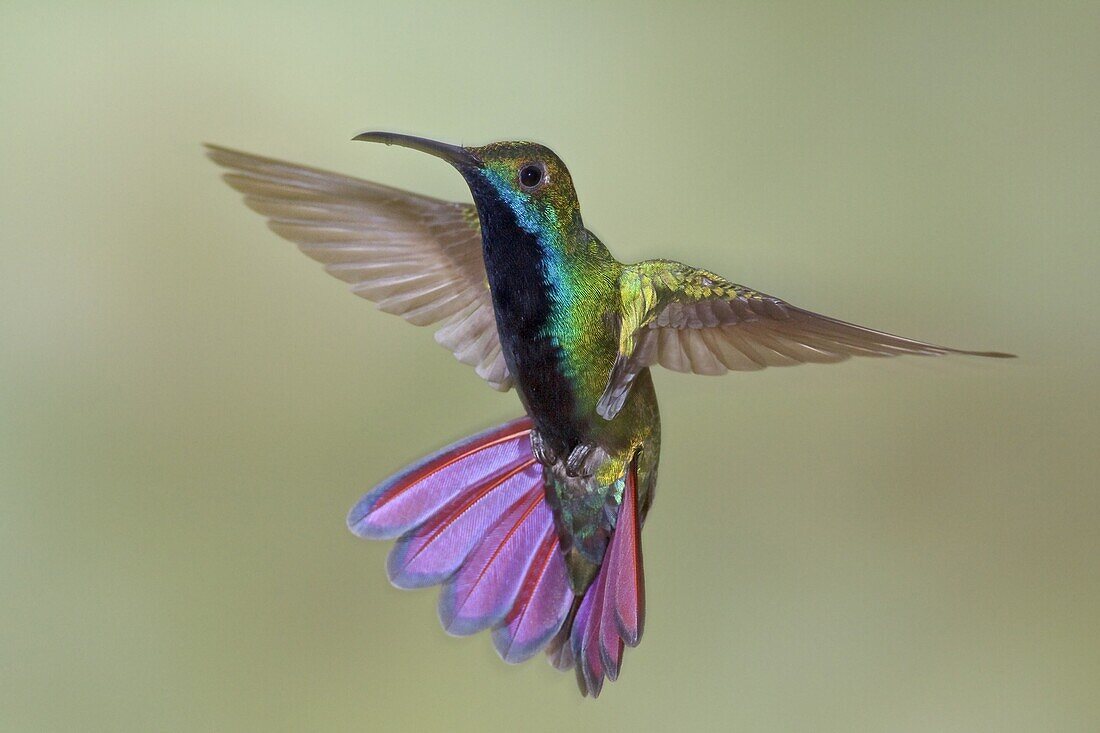 Black-throated Mango (Anthracothorax nigricollis) male, Trinidad and Tobago